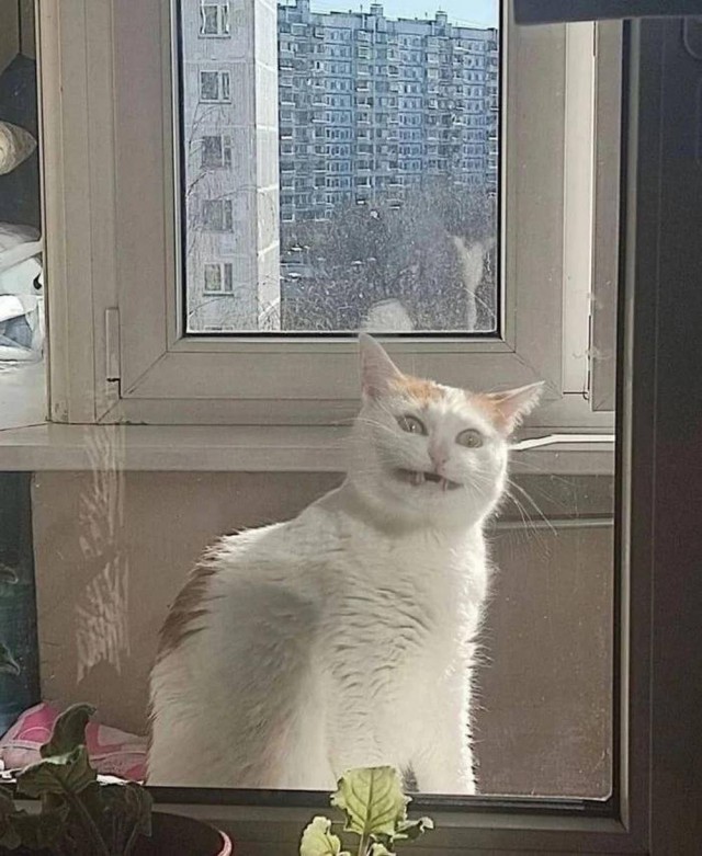 Прикольные морды котов псов к настроению...