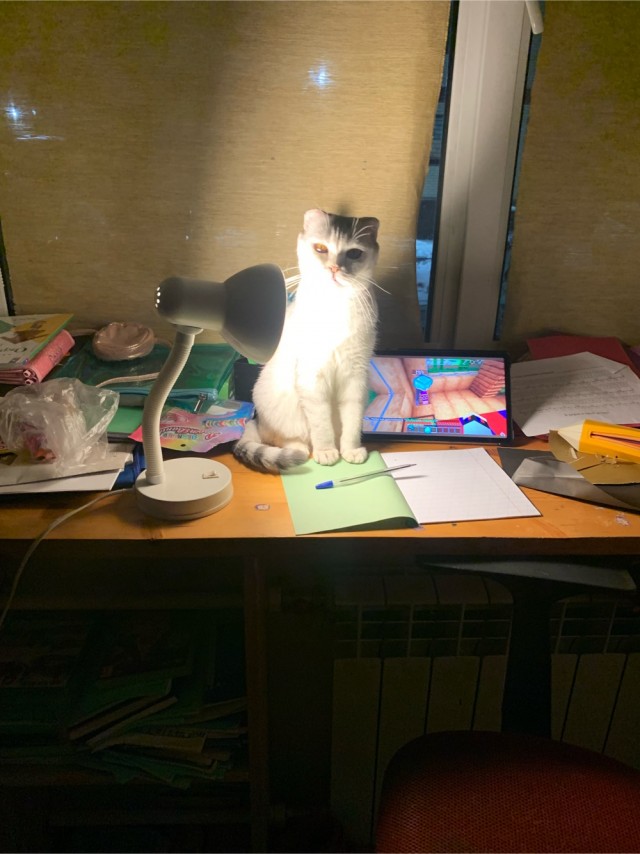 Жизнь с котом в одной картинке