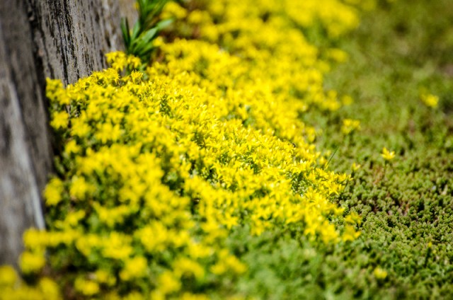 Немного летнего макро