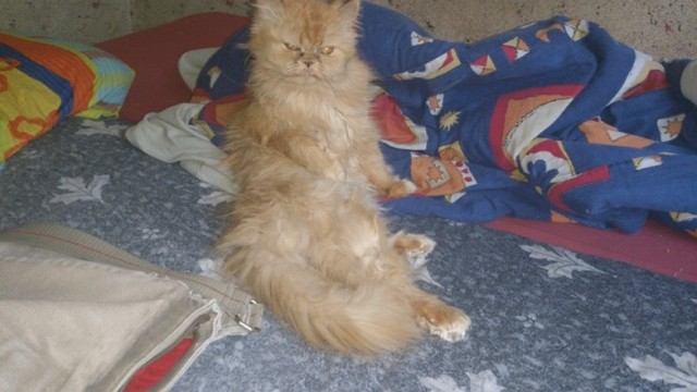 О бенгальских котах на наглядном примере