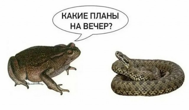 Депутат от «Новых людей» Даванков попросил МВД проверить главу «Лиги безопасного интернета». Мизулина заявила о нарушении этики