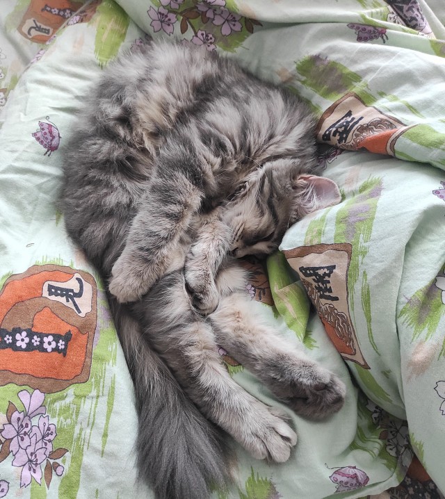 Спящий кот