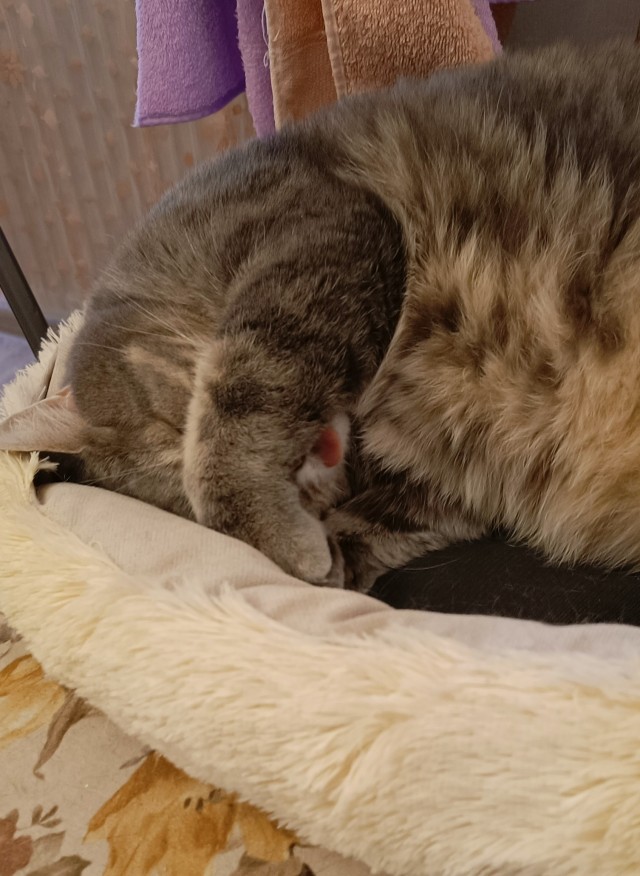 Нефотогеничный кот