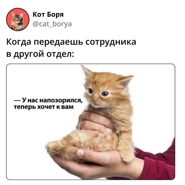 К котовторнику.