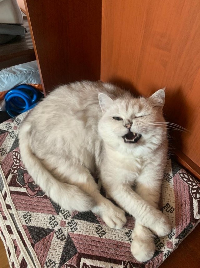 Котовторник