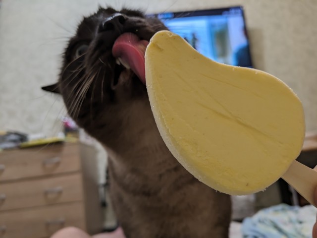 Коты и мороженое