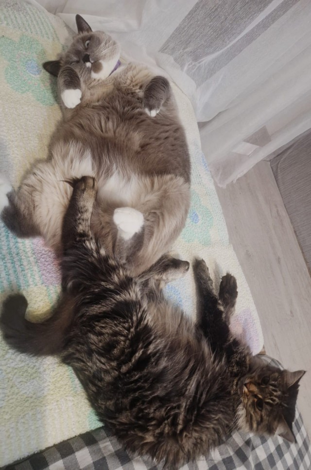 Вторник - котовторник
