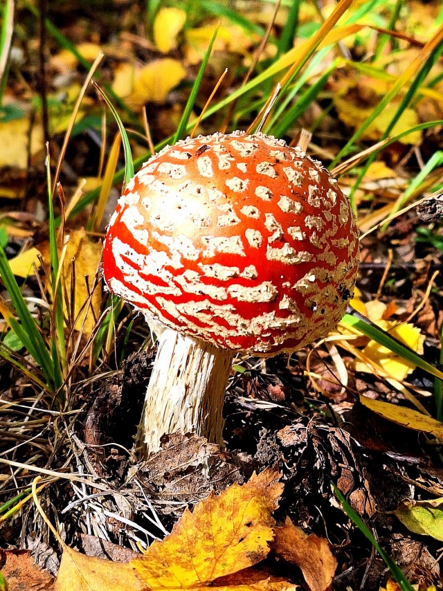 Час тихой охоты