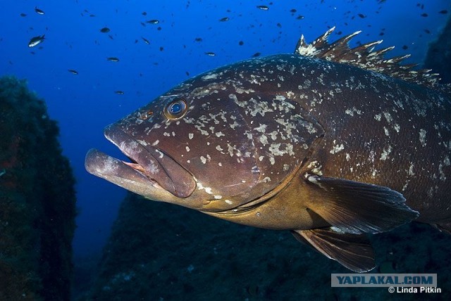 Морской хищник