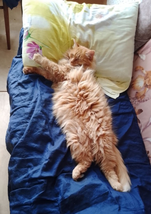 Нашелся таки хозяин (точнее хозяйка)