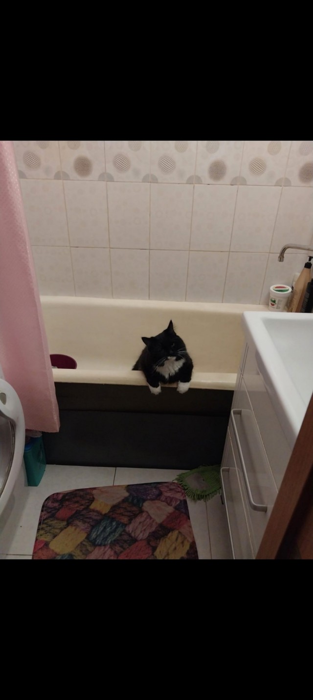 Котов вторник