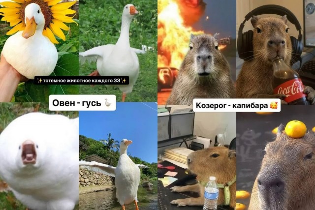 Настоящий российский астролог подобрал каждому знаку зодиака своё тотемное животное