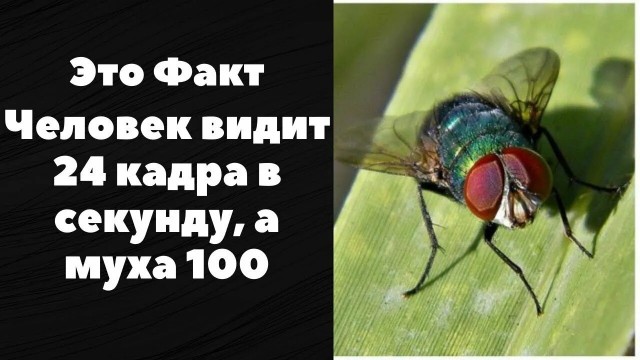 8 тон канареек, обсудите