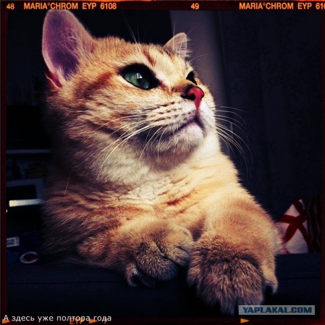 Коты и время