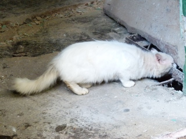 Котовторник на 24.09.2013г