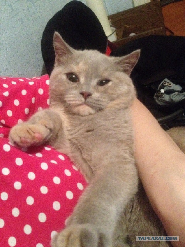 Котовторник  08.04.2014