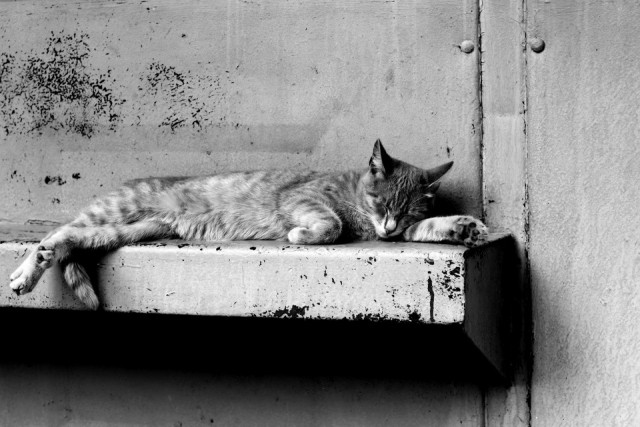 Котовторник 24.06.2014