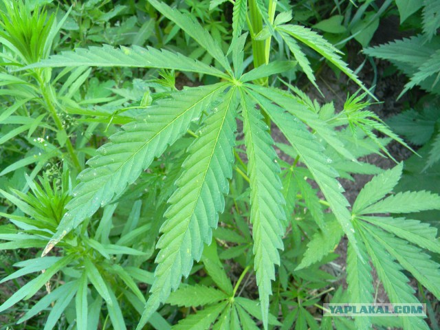 Копченые королевские креветки