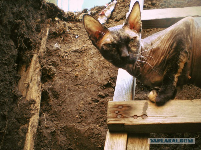 Котовторник 05.08.2014