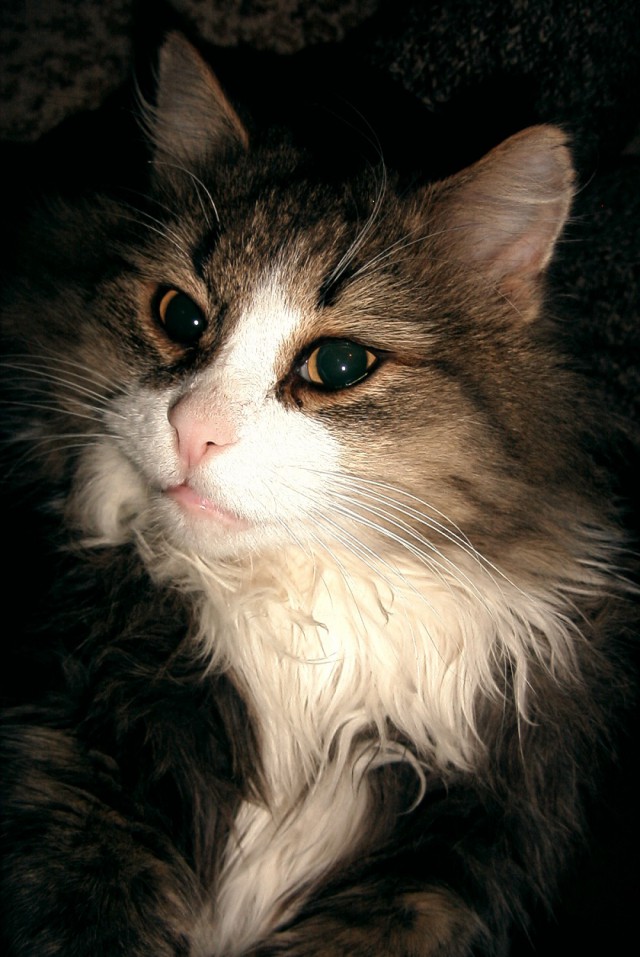 Котовторник 30.09.2014