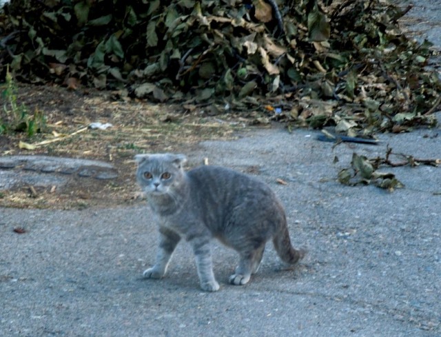 Котовторник 11.11.2014