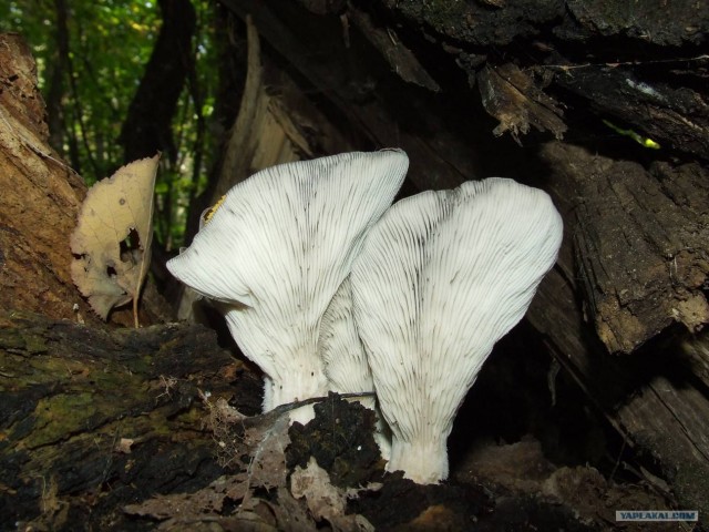 Золотая осень