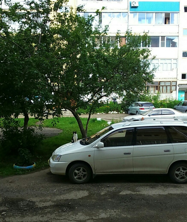 Дезигн Тойотский