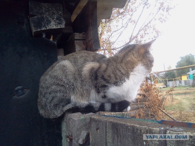Котовторник 13.10.2015