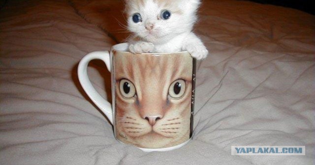 Котовторник