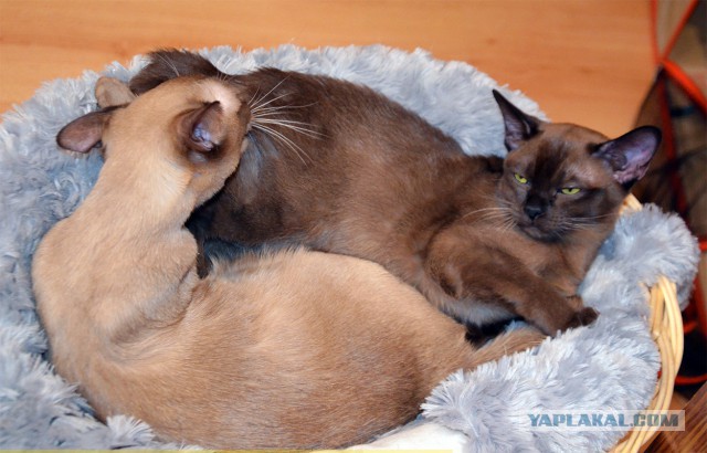 Котовторник
