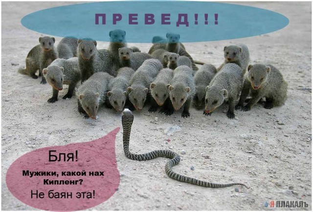 УЛЫБНИСЬ! Животное ассорти