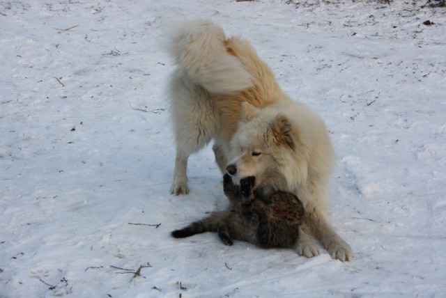 Моя собака.
