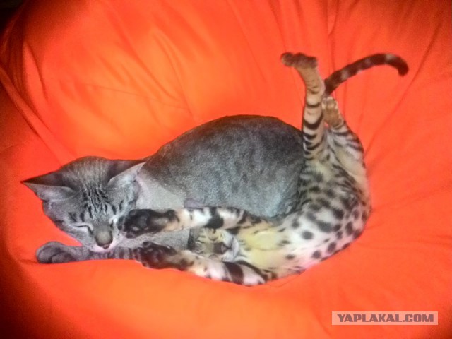 Котовторник 23.02.2016