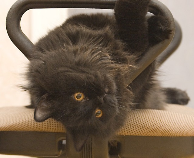 Коты, кошки, котята