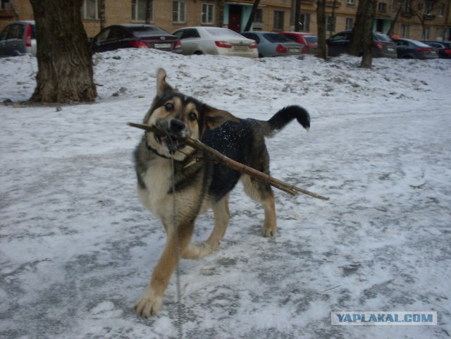 Посоны, я завёл себе друга