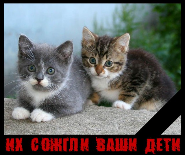 Вторничный котомёт!
