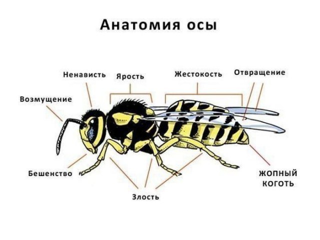 Самые ненавистные насекомые, известные человеку