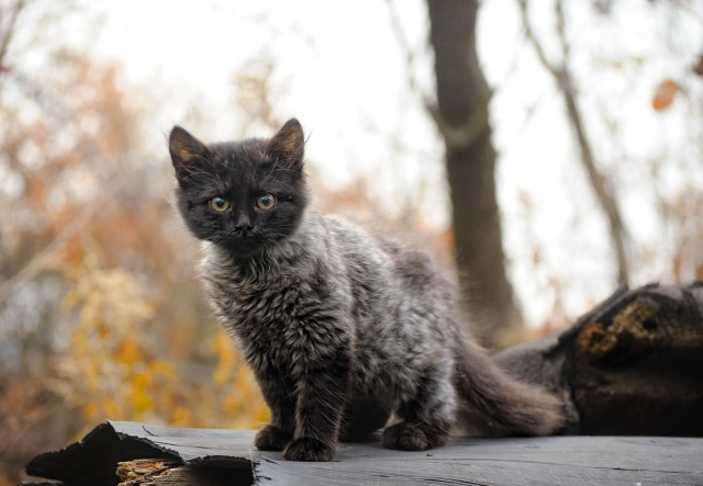 Котовторник 08.11.2016