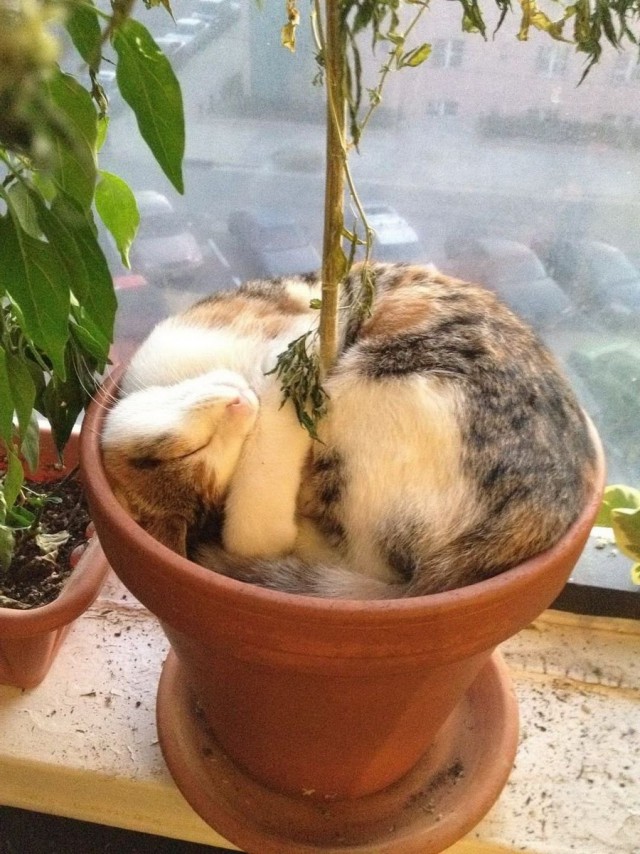 Коты из сети
