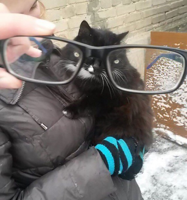 Коты из сети