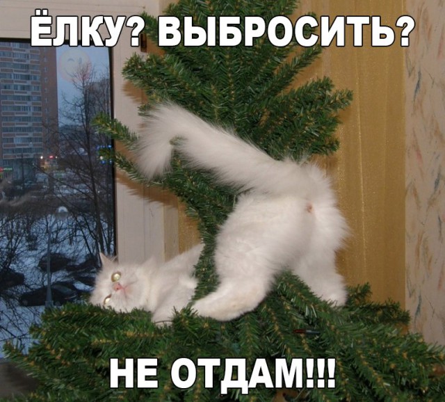 Подборка безудержного веселья