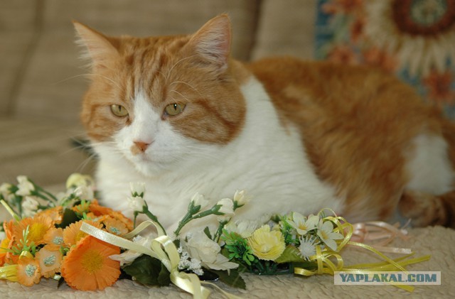 Осеннему котовторнику быть!