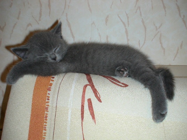 Коты и Кошки