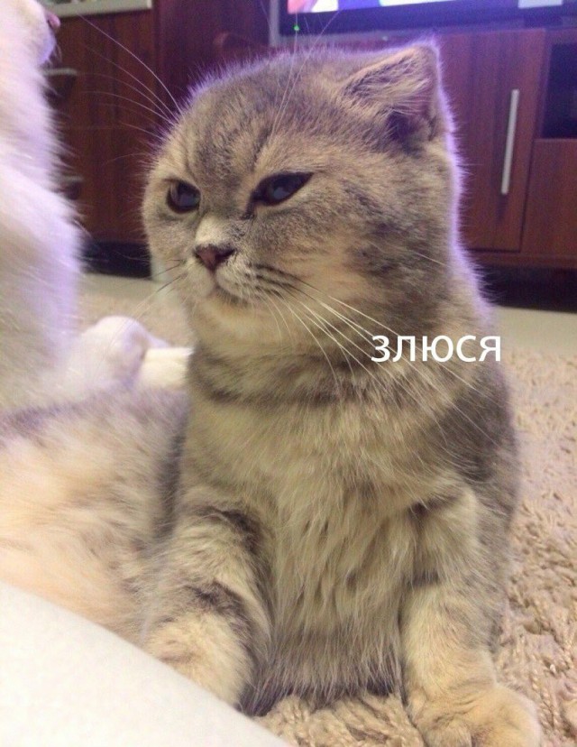 Коты и Кошки