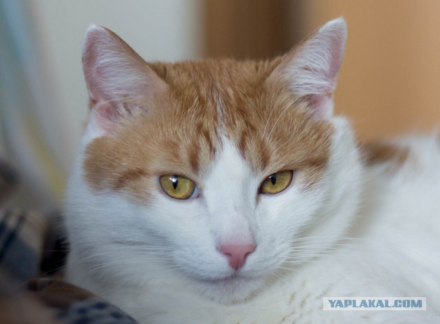 Котовторник 9.01.2018