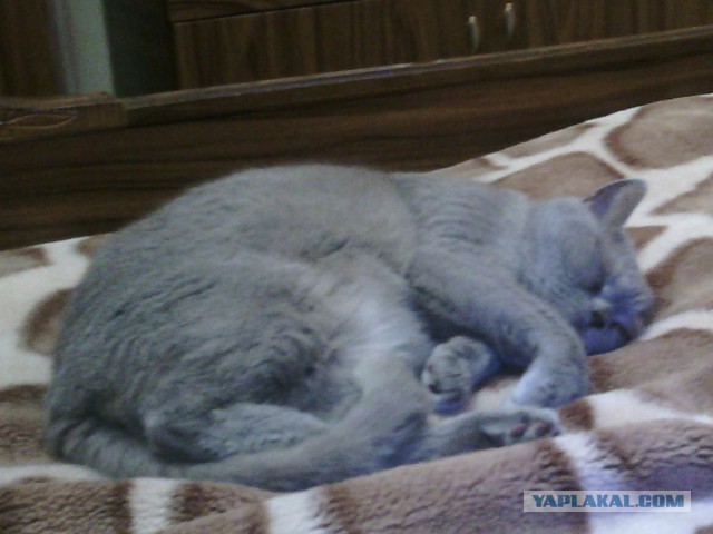 Котовторник 9.01.2018