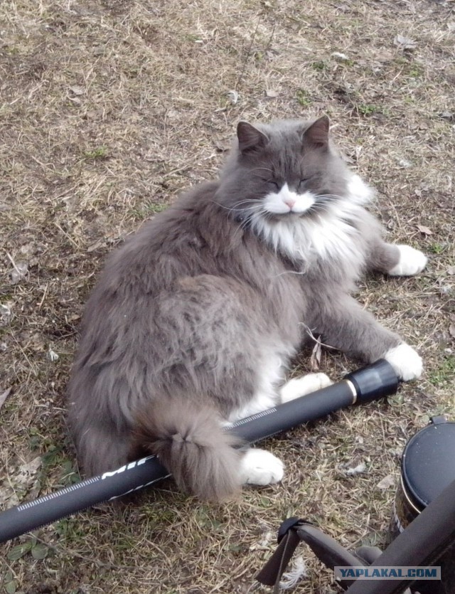 Котовторник  23.01.2018