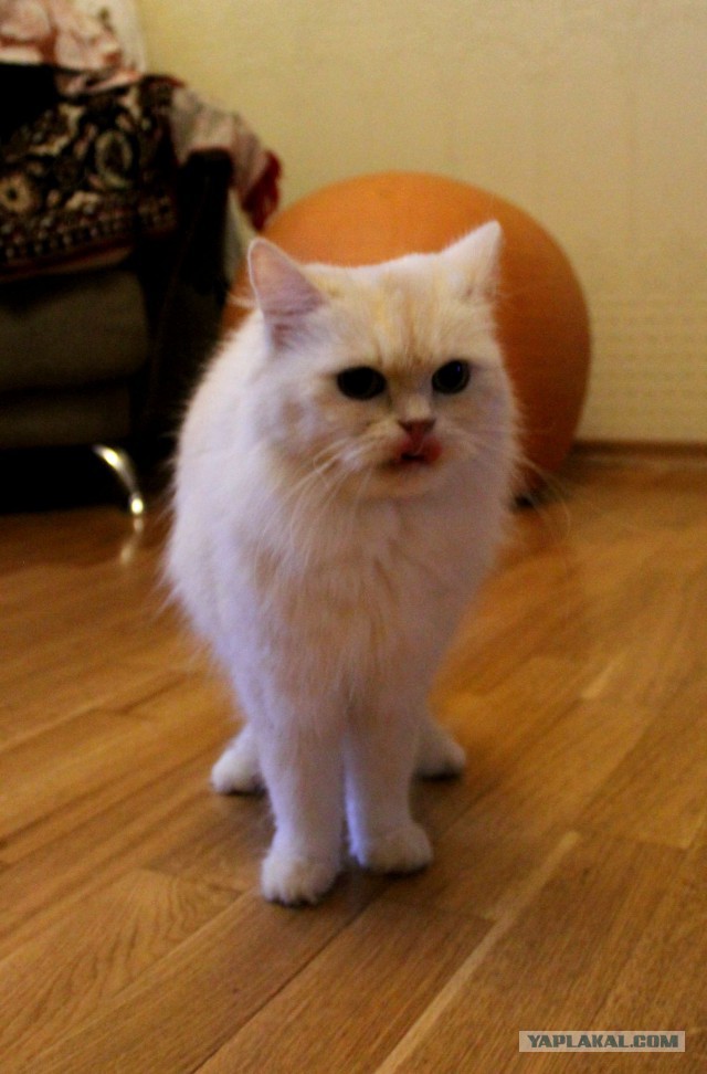 Котовторник  23.01.2018