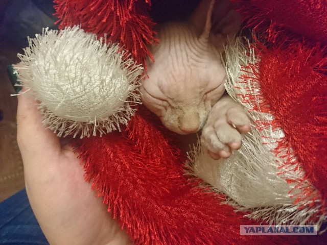 Котовторник 27.02.2018 наступил!