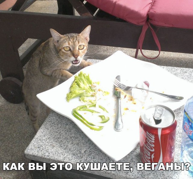 Приколы в картинках или прикольные картинки?